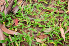 Persicaria prostrata