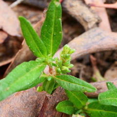 Persicaria prostrata