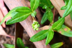 Persicaria prostrata