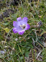 Campanula ciliata