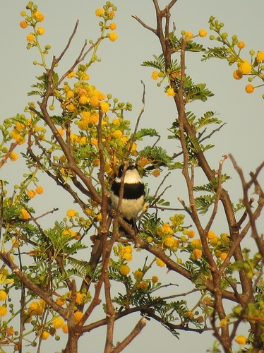 Pririt Batis (Batis pririt), photo 8