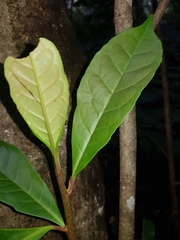 Quintinia verdonii