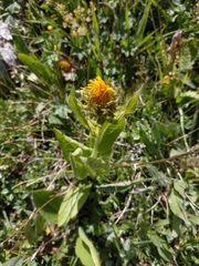Pentanema orientale