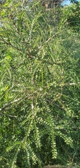 Zanthoxylum humile