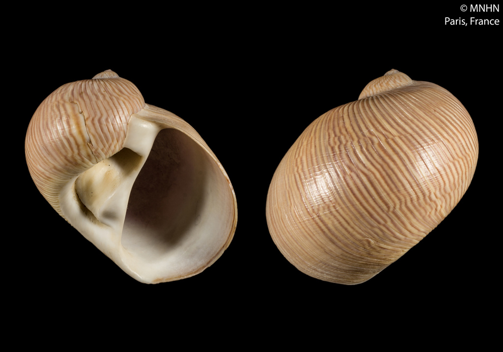 Stigmaulax elenae