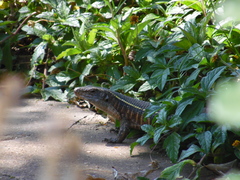 Matobosaurus validus
