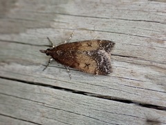 Eudonia asterisca
