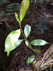 Quintinia verdonii