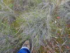 Pentameris eriostoma