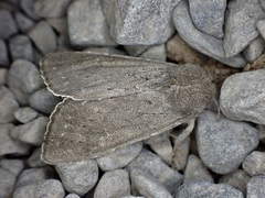 Ichneutica nullifera