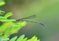 Prodasineura croconota
