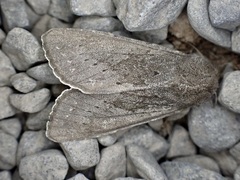 Ichneutica nullifera