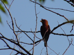 Eurystomus glaucurus