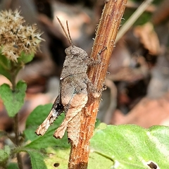 Orthoptera