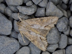 Ichneutica mollis