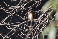 Lanius bucephalus bucephalus