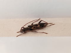 Coptocercus rubripes