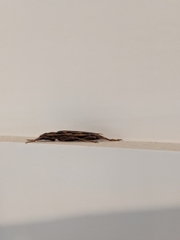 Coptocercus rubripes