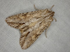 Ichneutica mollis