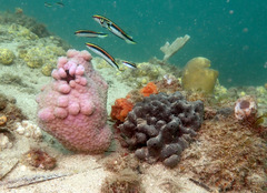 Halisarca australiensis