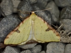 Epiphryne xanthaspis