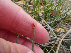 Elegia squamosa