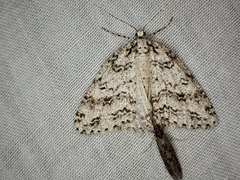 Pseudocoremia rudisata