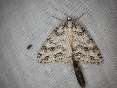 Pseudocoremia rudisata