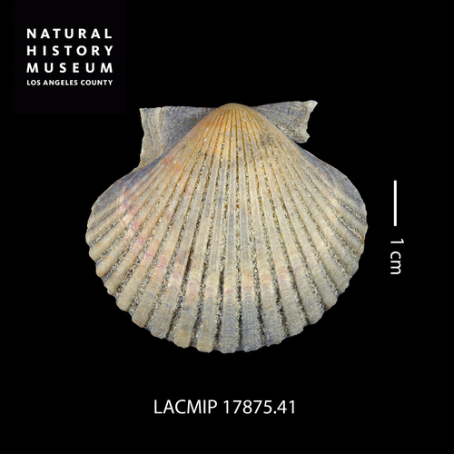 Pacific Calico Scallop
