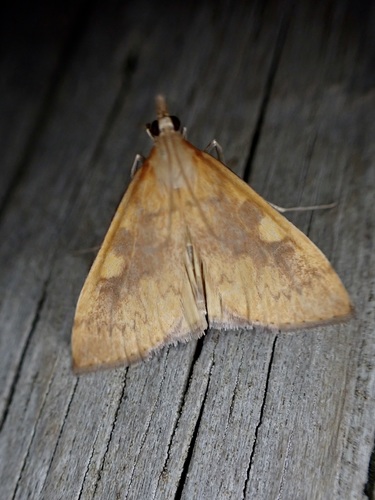 Rusty Dotted Triangle photo 6