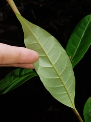 Quintinia verdonii