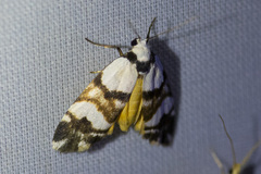 Thallarcha albicollis