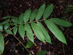 Dysoxylum rufum