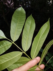 Dysoxylum rufum
