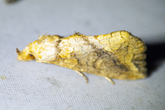 Plusiodonta arctipennis