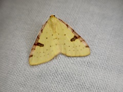 Epiphryne xanthaspis