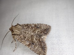 Ichneutica morosa