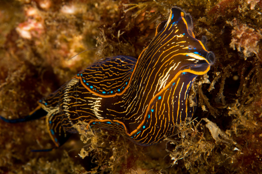 California aglaja