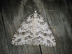 Pseudocoremia rudisata