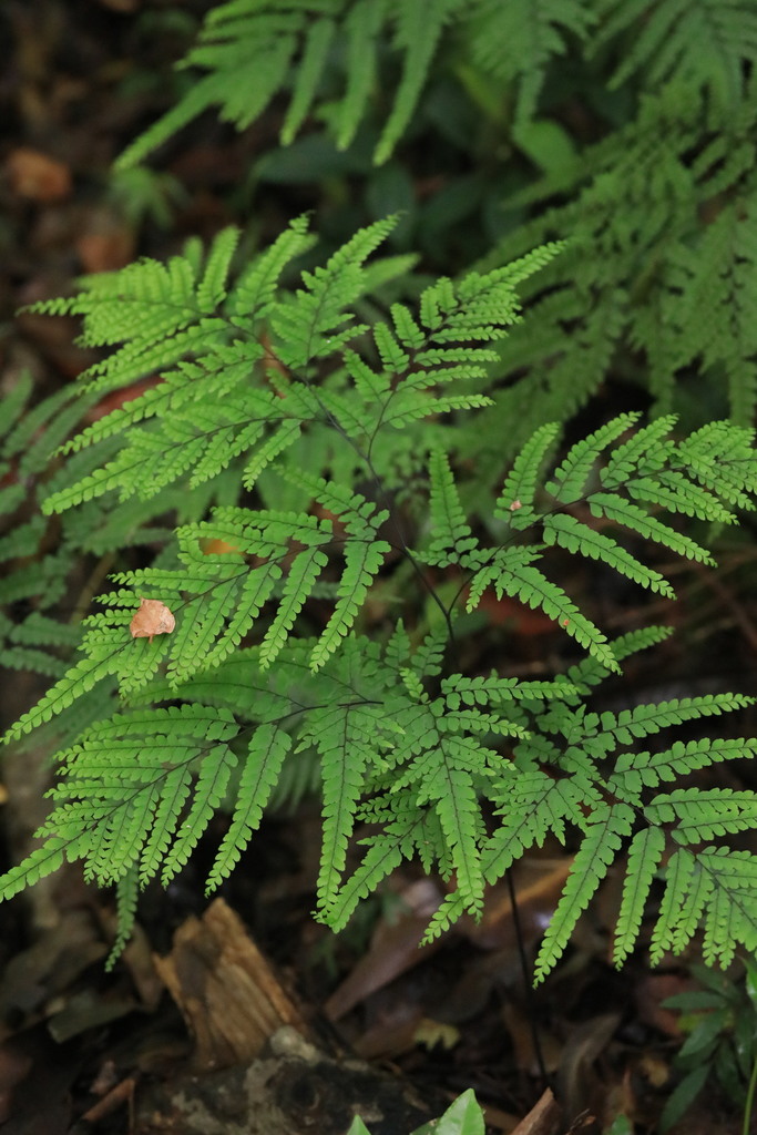 Giant maidenhair fern