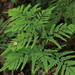 Giant Maidenhair Fern - Photo (c) Adrian Gale, some rights reserved (CC BY-NC), uploaded by Adrian Gale