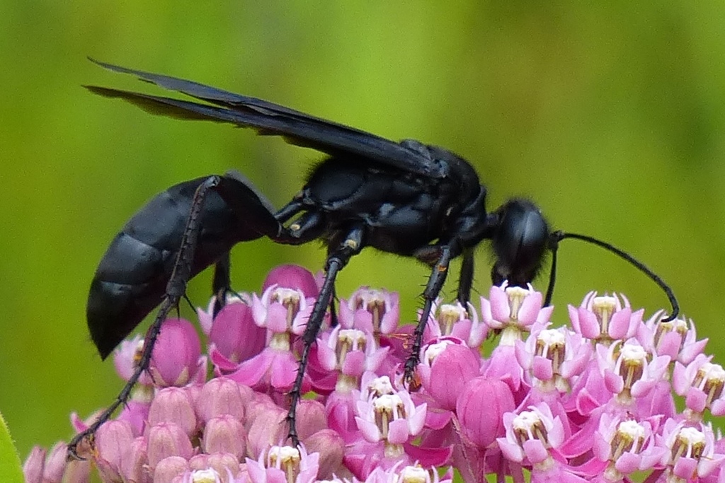 Great Black Digger Wasp A Guide To The Ants Bees Wasps And Sawflies 