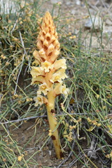 Orobanche kochii