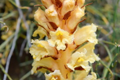 Orobanche kochii