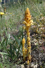 Orobanche kochii