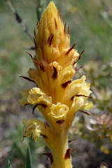 Orobanche kochii