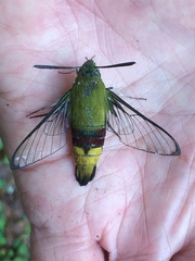 Cephonodes hylas virescens