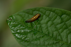 Haemadipsa guangchuanensis