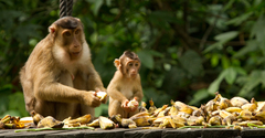 Macaca nemestrina