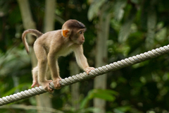 Macaca nemestrina